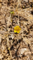 Scyphanthus elegans