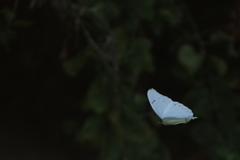 Morpho polyphemus polyphemus