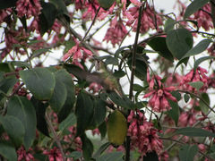 Selasphorus sasin
