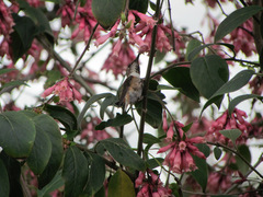 Selasphorus sasin