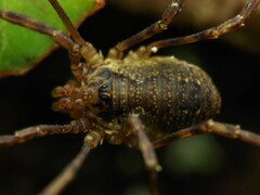 Oligolophus hanseni