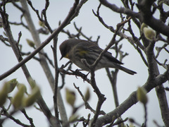 Setophaga coronata