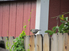 Setophaga coronata