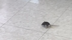 Peromyscus maniculatus