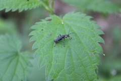 Cantharis obscura