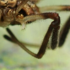 Dicranopalpus ramosus