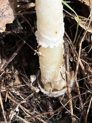Amanita ocreata