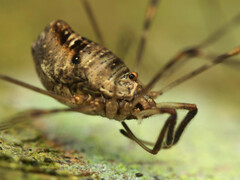 Dicranopalpus ramosus