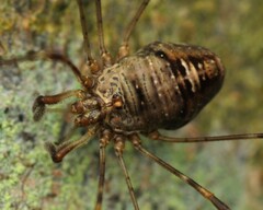 Dicranopalpus ramosus