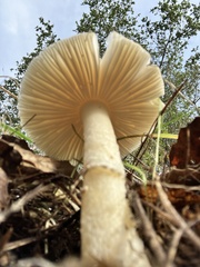 Amanita ocreata