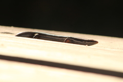 Marisora syntoma
