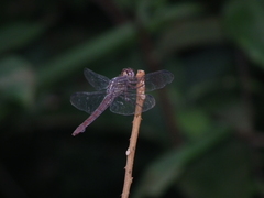 Orthemis