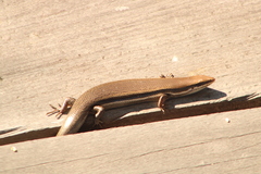 Marisora syntoma