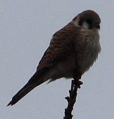 Falco sparverius