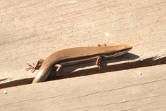 Marisora syntoma
