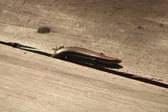 Marisora syntoma