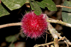 Syzygium wilsonii