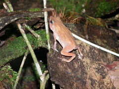 Rhinella castaneotica