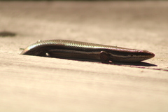 Marisora syntoma
