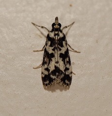 Eudonia aphrodes