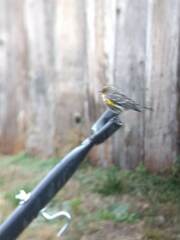 Setophaga coronata