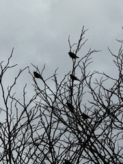 Chondestes grammacus