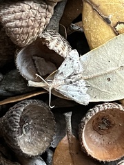 Bleptina caradrinalis