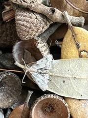 Bleptina caradrinalis