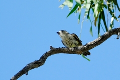Aphelocephala leucopsis