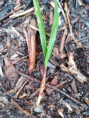Arecaceae