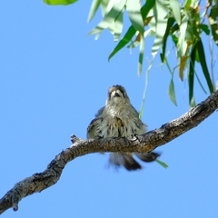 Aphelocephala leucopsis