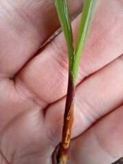 Arecaceae