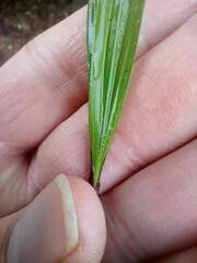Arecaceae