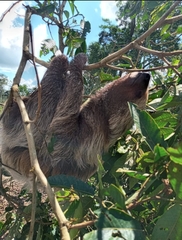 Choloepus didactylus