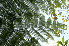 Cyathea cooperi