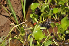 Aethriamanta brevipennis