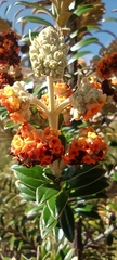 Buddleja coriacea