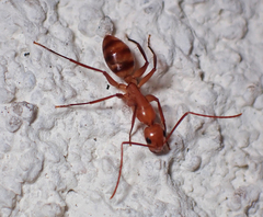 Camponotus variegatus