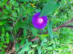 Ipomoea decasperma