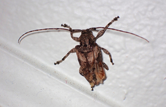 Lagocheirus obsoletus