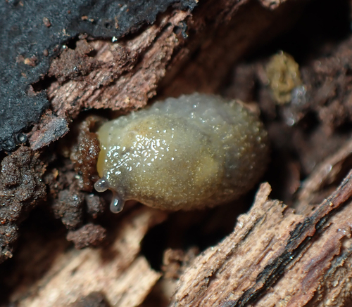 Arion intermedius observed 2023-01-11