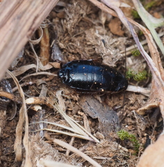 Loboptera canariensis