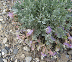 Astragalus calycosus