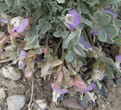 Astragalus calycosus