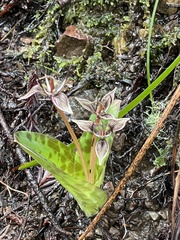 Scoliopus bigelovii