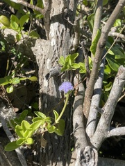 Ageratum maritimum