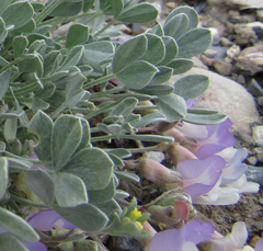Astragalus calycosus