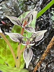 Scoliopus bigelovii