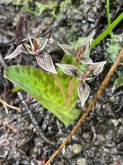Scoliopus bigelovii