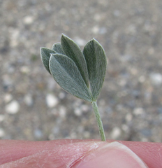 Astragalus calycosus
